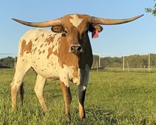 DH ROWDY'S BUTTERSCOTCH