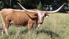 HR CASINO BELLE (BUTLER COW)