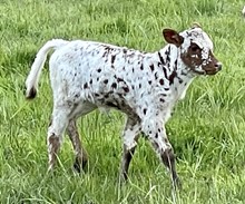 A&S Speckled Cowgirl