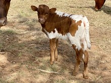 LM SAVAGE HOOSIER steer