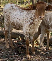 L4 Speckled Do
