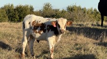 2025 DITTY DITTY BULL CALF