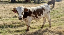 2025 DITTY DITTY STEER CALF