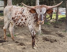 A&S Speckled Cowgirl
