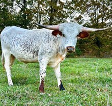 HBF Tempting Tannerite